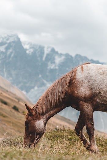 Brown Horse Eating Grass