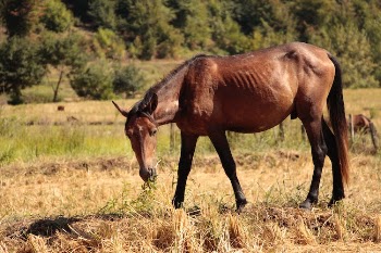 Brown Horse Eating Grass