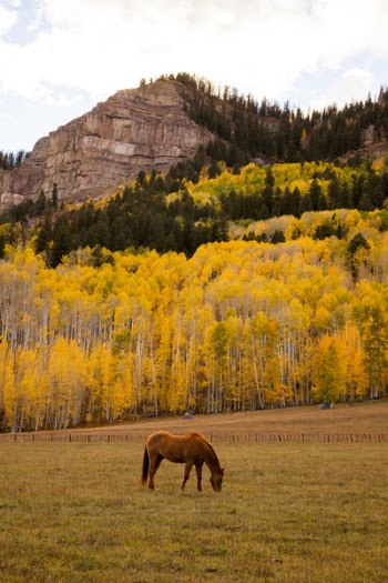 Brown Horse Eating Grass Near Mountain