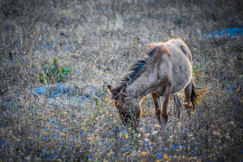 Brown Horse Eating Grass on a Field