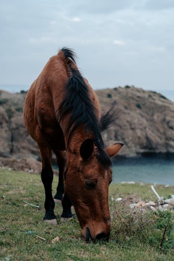 Brown Horse Eating on Green Grass Field