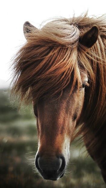 Brown horse in a field | Free Photo - rawpixel