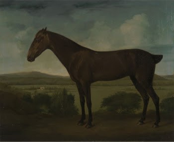 Brown Horse in a Hilly | Free Photo - rawpixel
