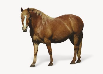 Brown horse isolated on white, | Free Photo - rawpixel