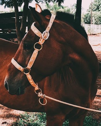 brown horse near green leafed trees