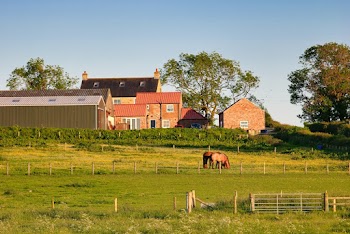 Brown Horse Near House