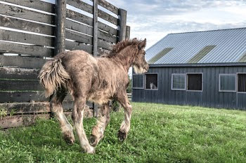 Brown Horse Near Stable