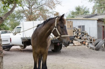 Brown Horse Near Vehicle