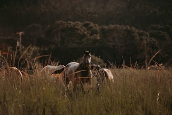 Brown Horse On Grassland 