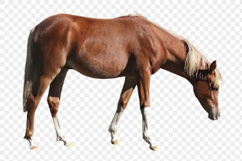 Brown horse png clipart, pet, | Free PNG - rawpixel
