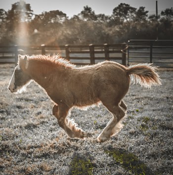Brown Horse Running