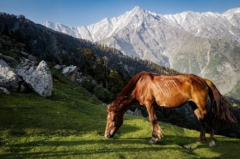 Brown Horse Standing Gray Mountain