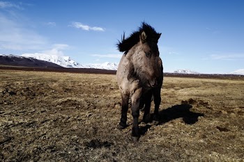 Brown Horse Under Sunny Sky