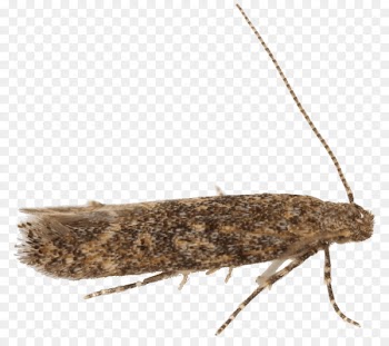 Brown house moth Tomato leafminer Pest Insect -  