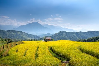 Brown House on a Paddy Field Near Mountain Under Blue Sky