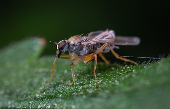 Brown Hoverfly on Green Leaf