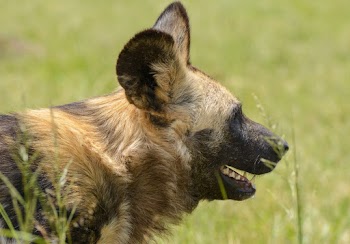 Brown Hyena