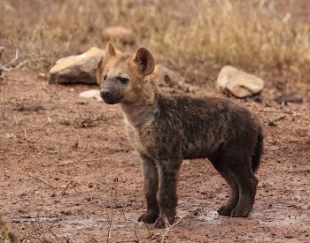 Brown Hyena Cub