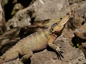 Brown Iguana