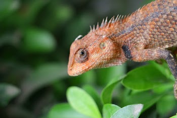 Brown Iguana on Green Leaves
