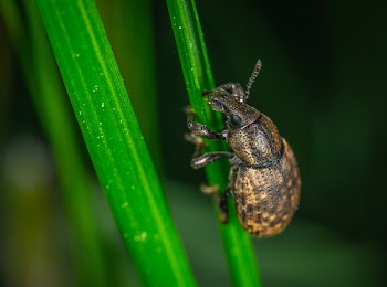 Brown Insect