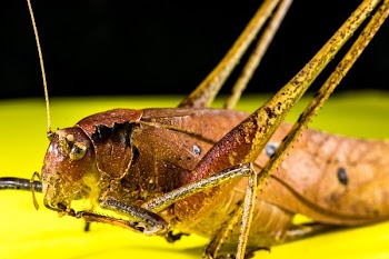 Brown Insect