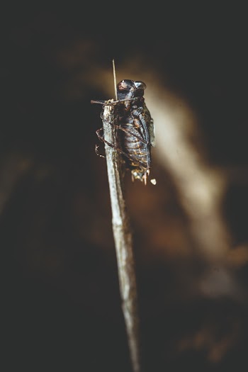 Brown Insect