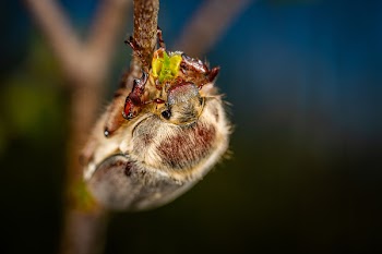 Brown Insect in Macro Shot