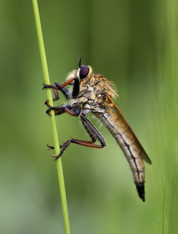 Brown Insect on Grass