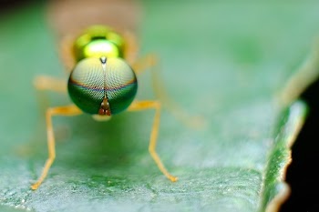 Brown Insect on Green Leafed Plant