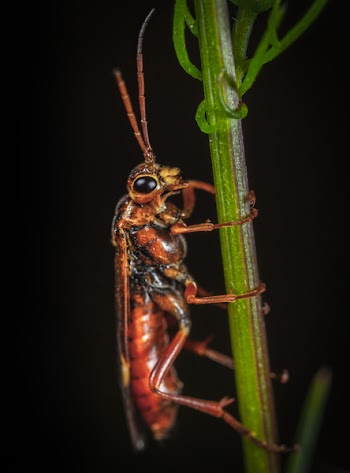 Brown Insect On Plant