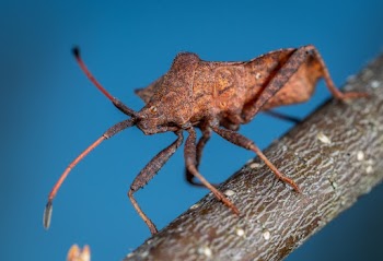Brown Insect On Twig