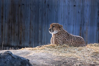 Brown Jaguar