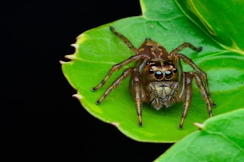 Brown Jumping Spider on Green Leaf Plant