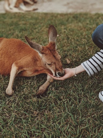 Brown kangaroo Lying on Green Grass
