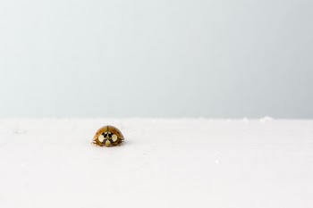 Brown Ladybug on White Surface