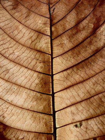 Brown Leaf