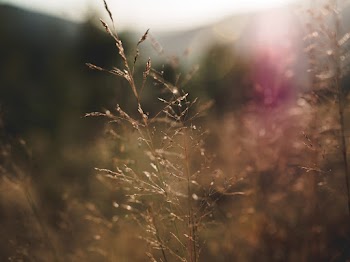 Brown Leaf