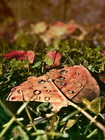 Brown Leaf