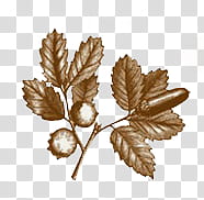 , brown leaf and fruit illustration transparent background PNG clipart