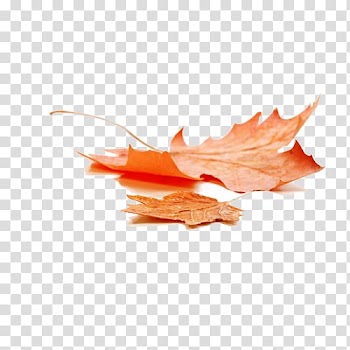 Brown leaf, Autumn leaf color Maple leaf, Beautiful autumn leaves transparent background PNG clipart
