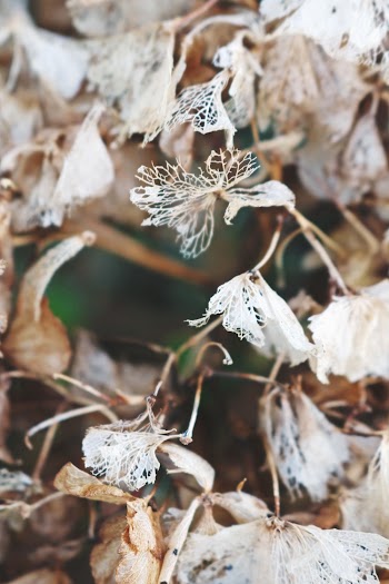 Brown Leaf Close Up Photography
