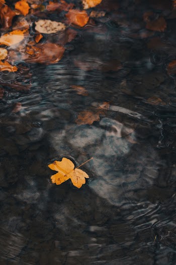 Brown Leaf Floating on Water