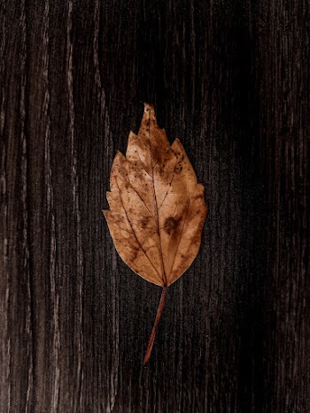Brown Leaf on a wooden plank