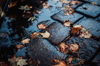 brown leaf on floor during rain