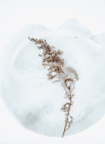 Brown Leaf on Snow Ground