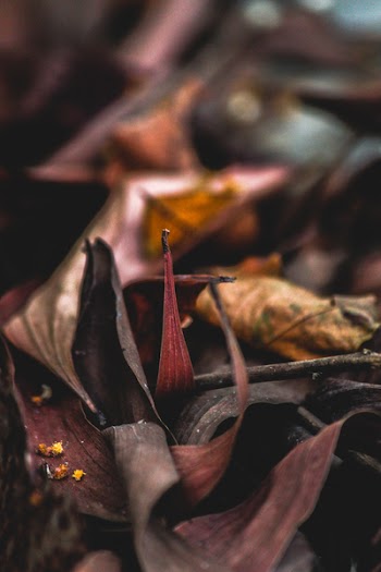 Brown Leaf Photo