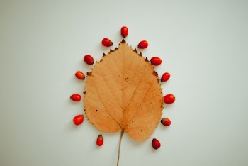 Brown Leaf Plant