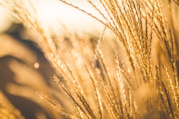 Brown Leaf Plant during Sunset