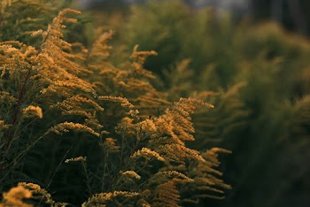 Brown Leaf Plants
